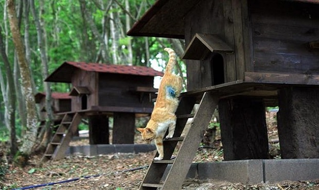 Small-Town-Built-For-Cats-6