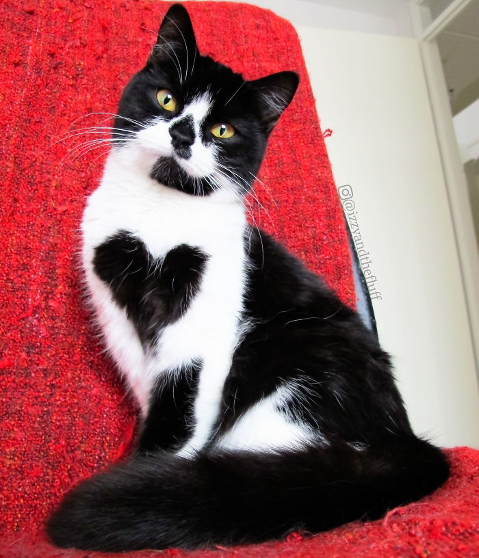 zoe-heart-on-chest-cat-4
