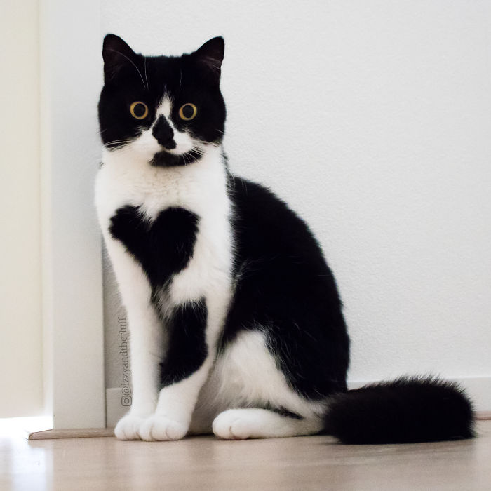 zoe-heart-on-chest-cat-7