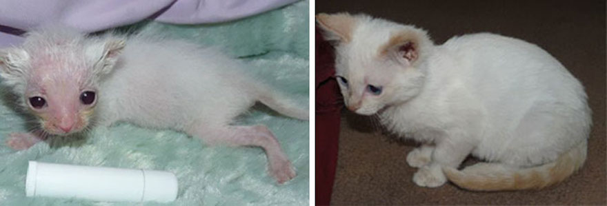 amazing-rescue-cat-transformation-11