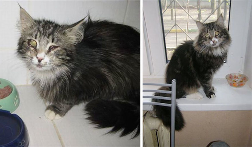 amazing-rescue-cat-transformation-13