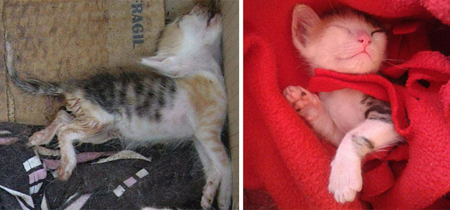 amazing-rescue-cat-transformation-4