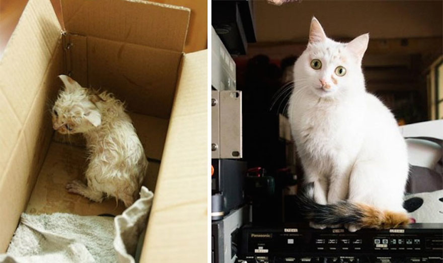 amazing-rescue-cat-transformation-8