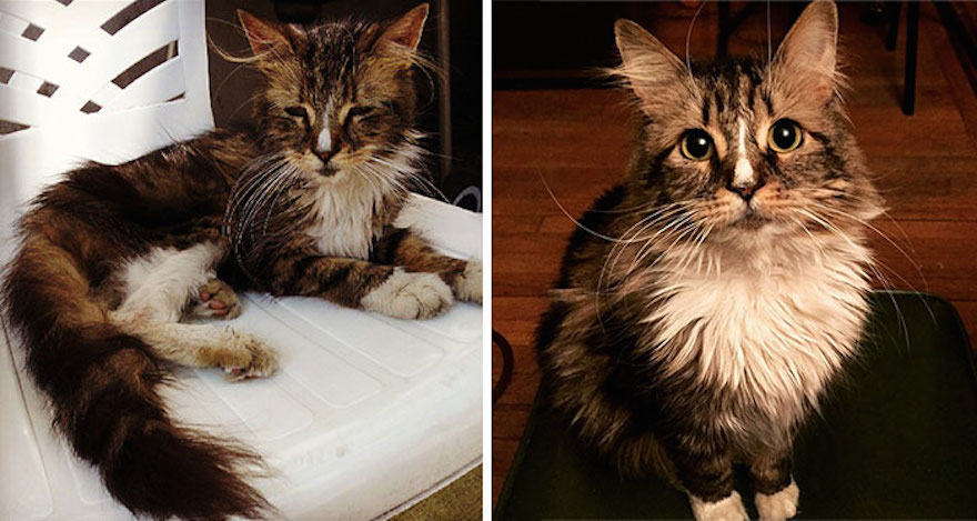 amazing-rescue-cat-transformation-9