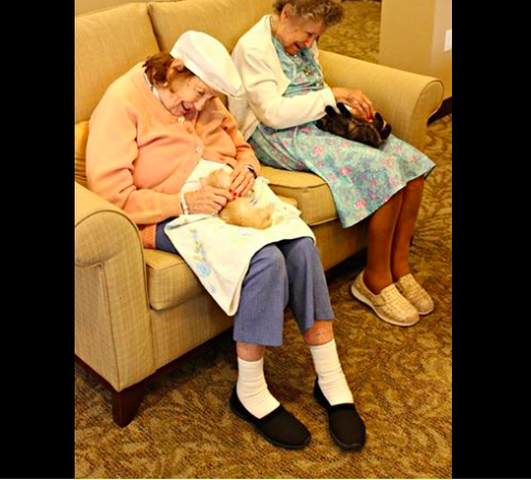 assisted-living-cats-01