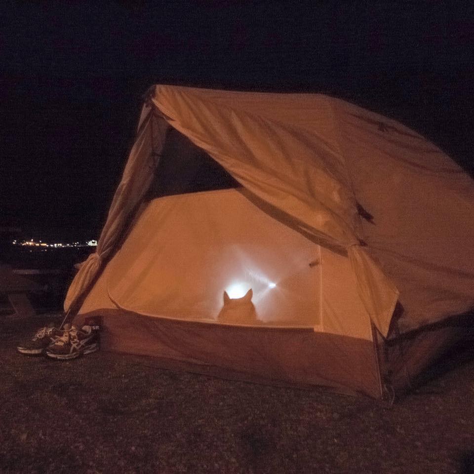 cat-camping-10