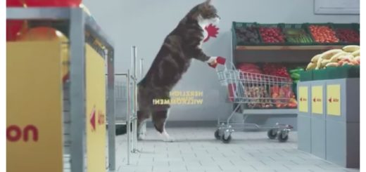 cat-grocery-store-feature