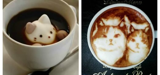 cat-latte-feature