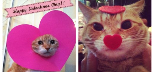 cat-vday-feature