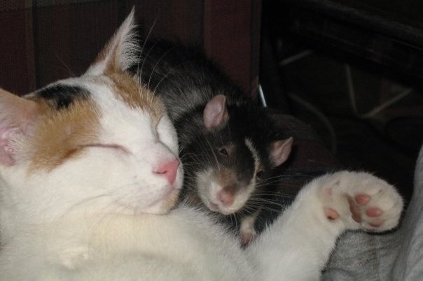 cats-and-rats-01jpg