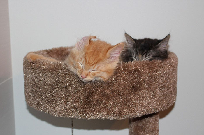 cats-sleeping-together-before-after-growing-up-renley-lili-1