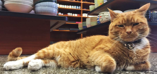 featured-ginger-cat-store-owner-fb