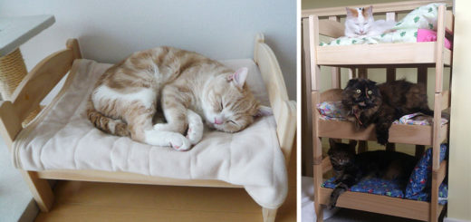 featured-ikea-doll-beds-cats-fb