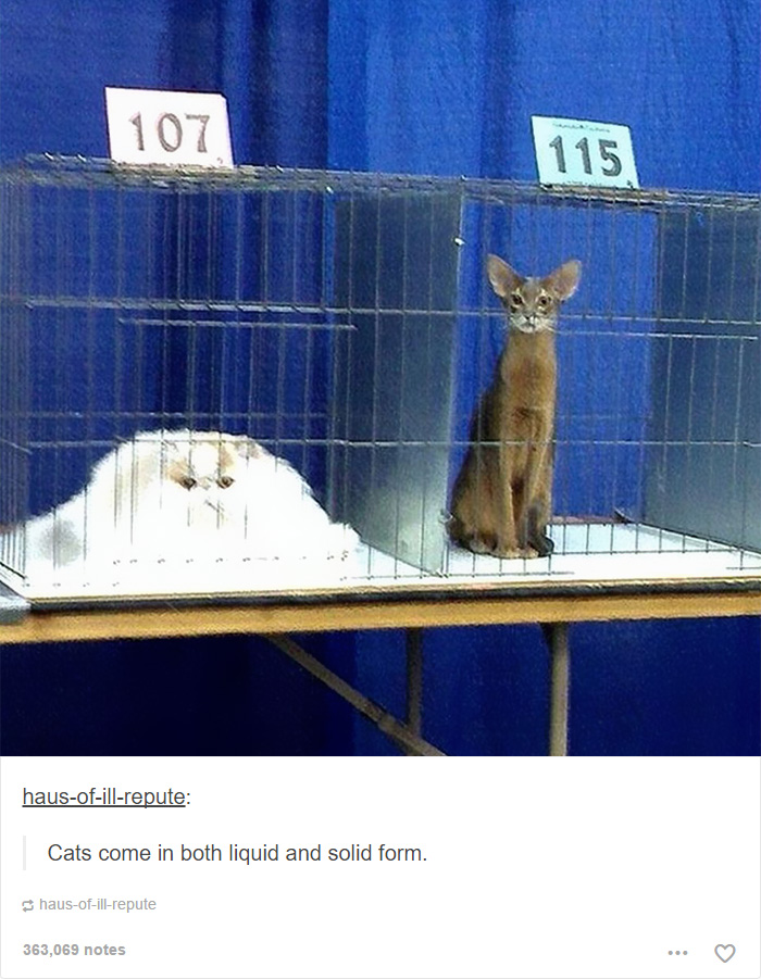 funny-tumblr-cats-1