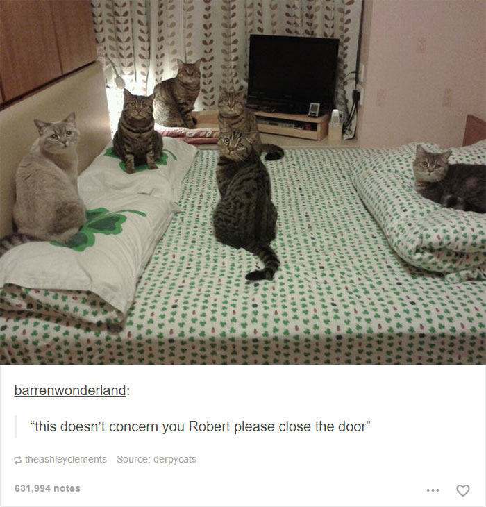 funny-tumblr-cats-4