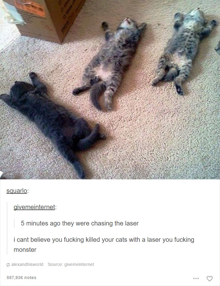 funny-tumblr-cats-5