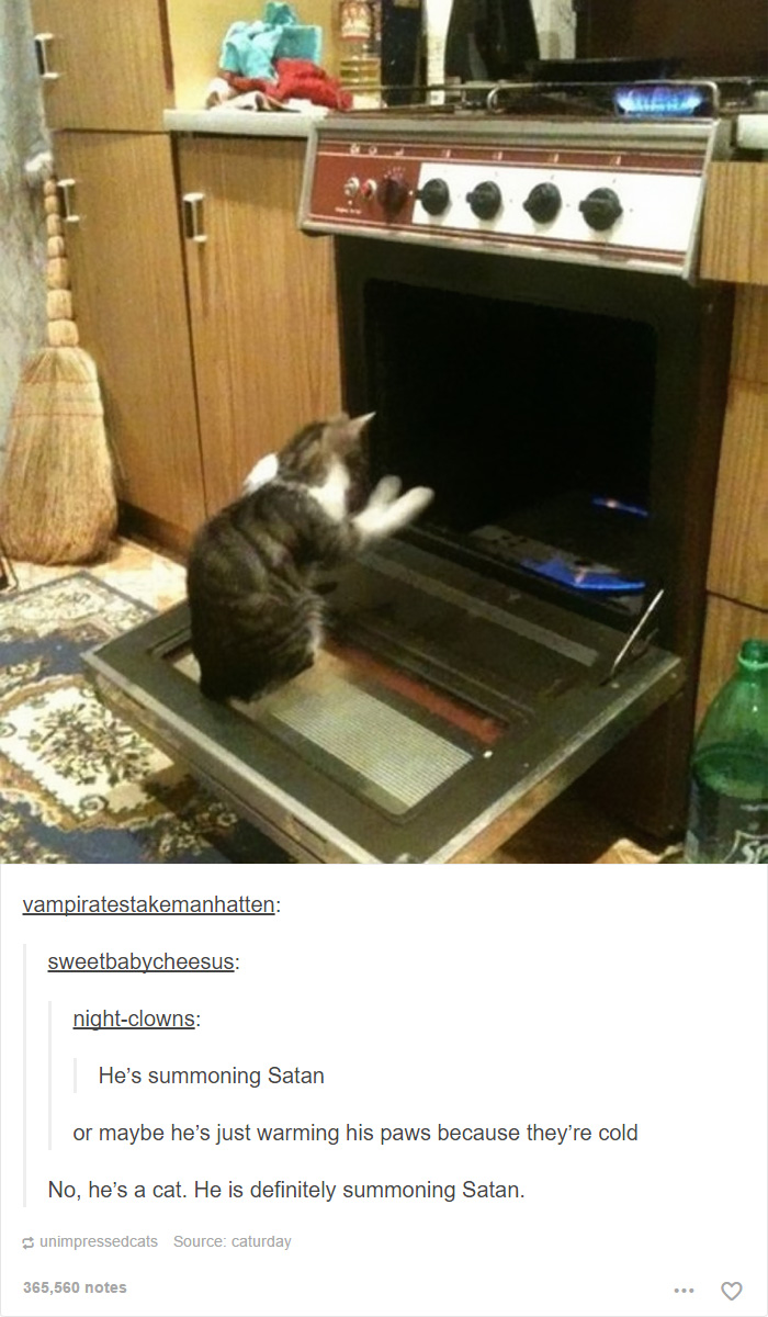 funny-tumblr-cats-7