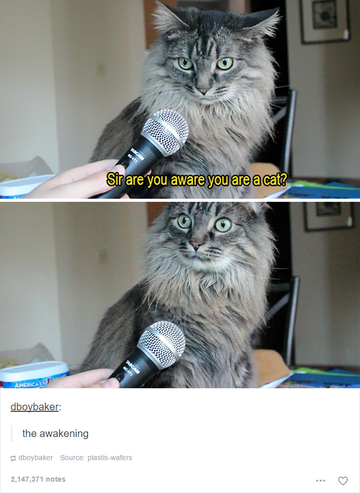 funny-tumblr-cats-8