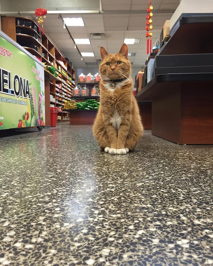 ginger-cat-store-owner-1