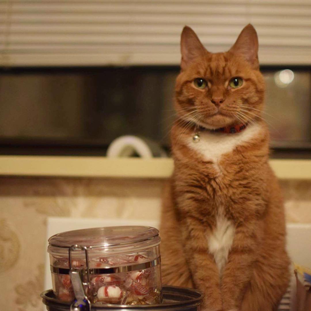 ginger-cat-store-owner-11