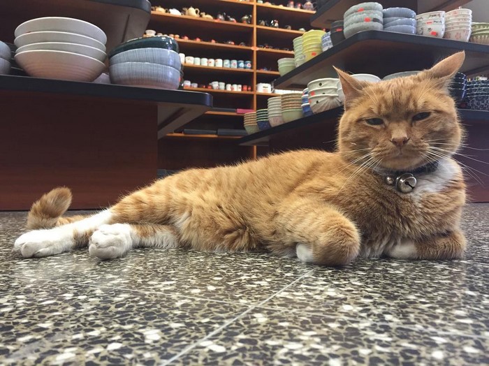 ginger-cat-store-owner-2