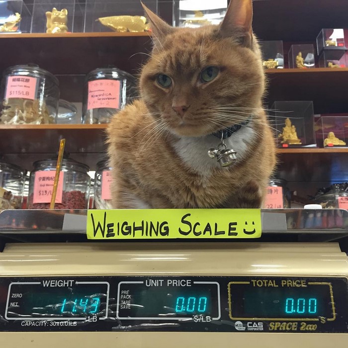 ginger-cat-store-owner-3