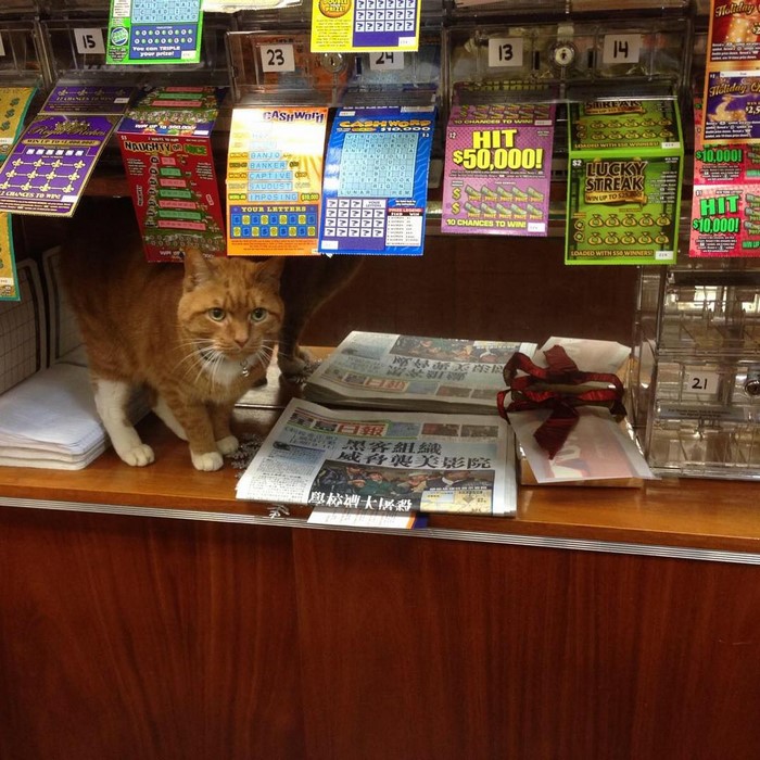 ginger-cat-store-owner-5