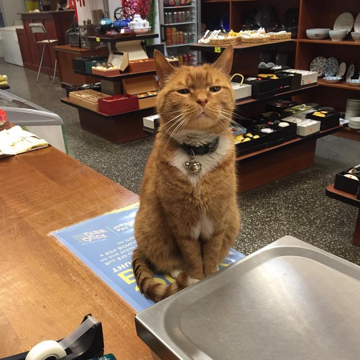 ginger-cat-store-owner-6