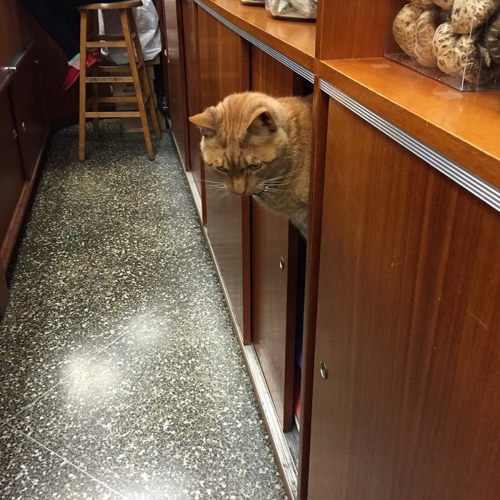 ginger-cat-store-owner-7
