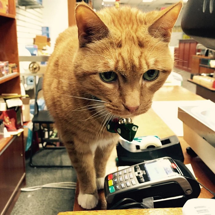 ginger-cat-store-owner-8