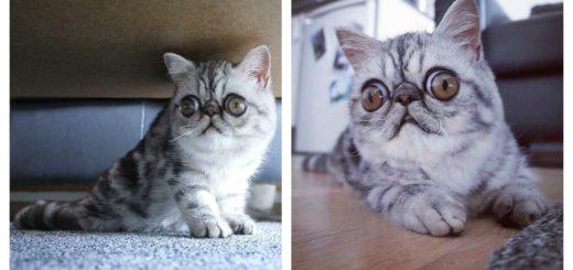 herman-cat-big-eyes-feature