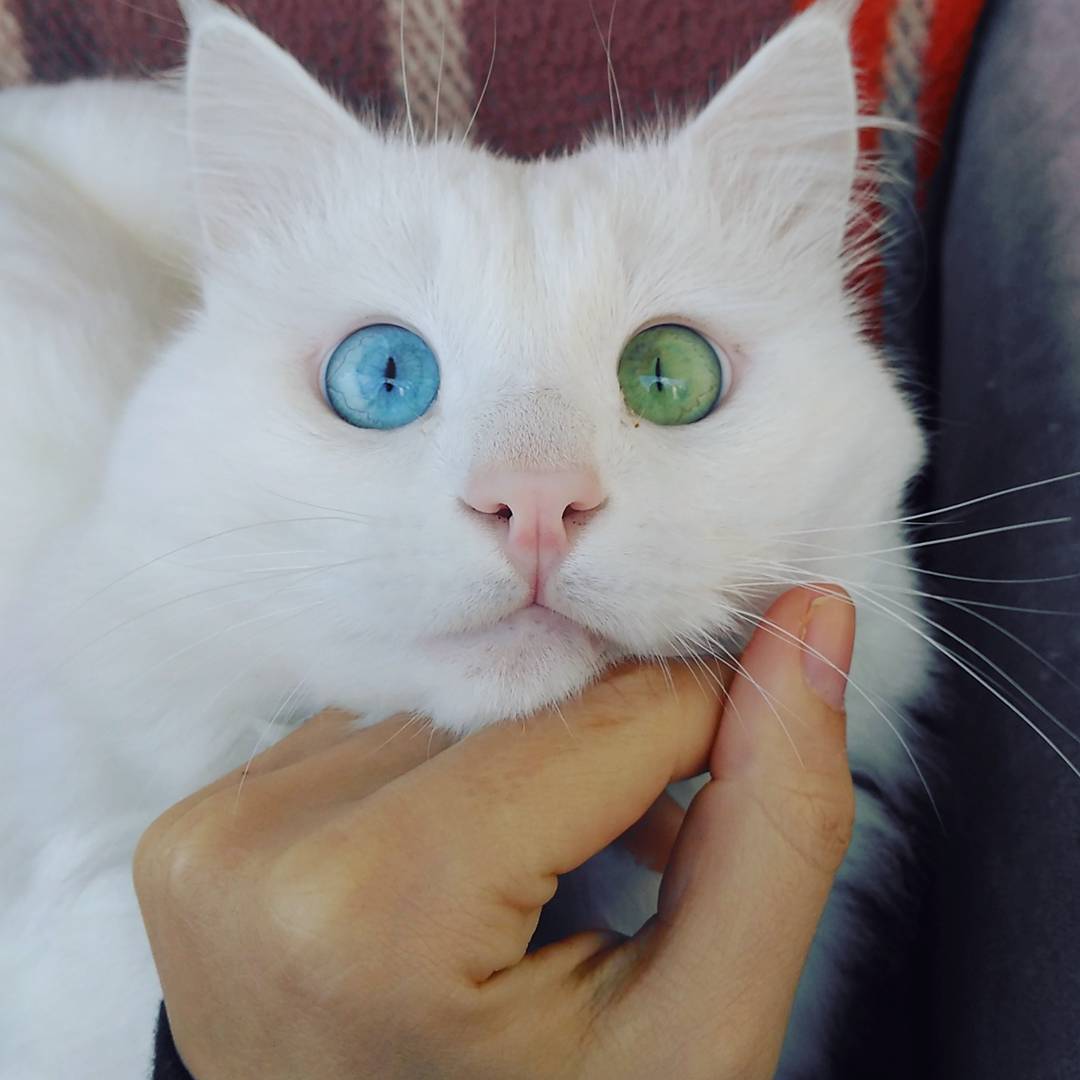 heterochromia-cat-cross-eyed-alos-5-2