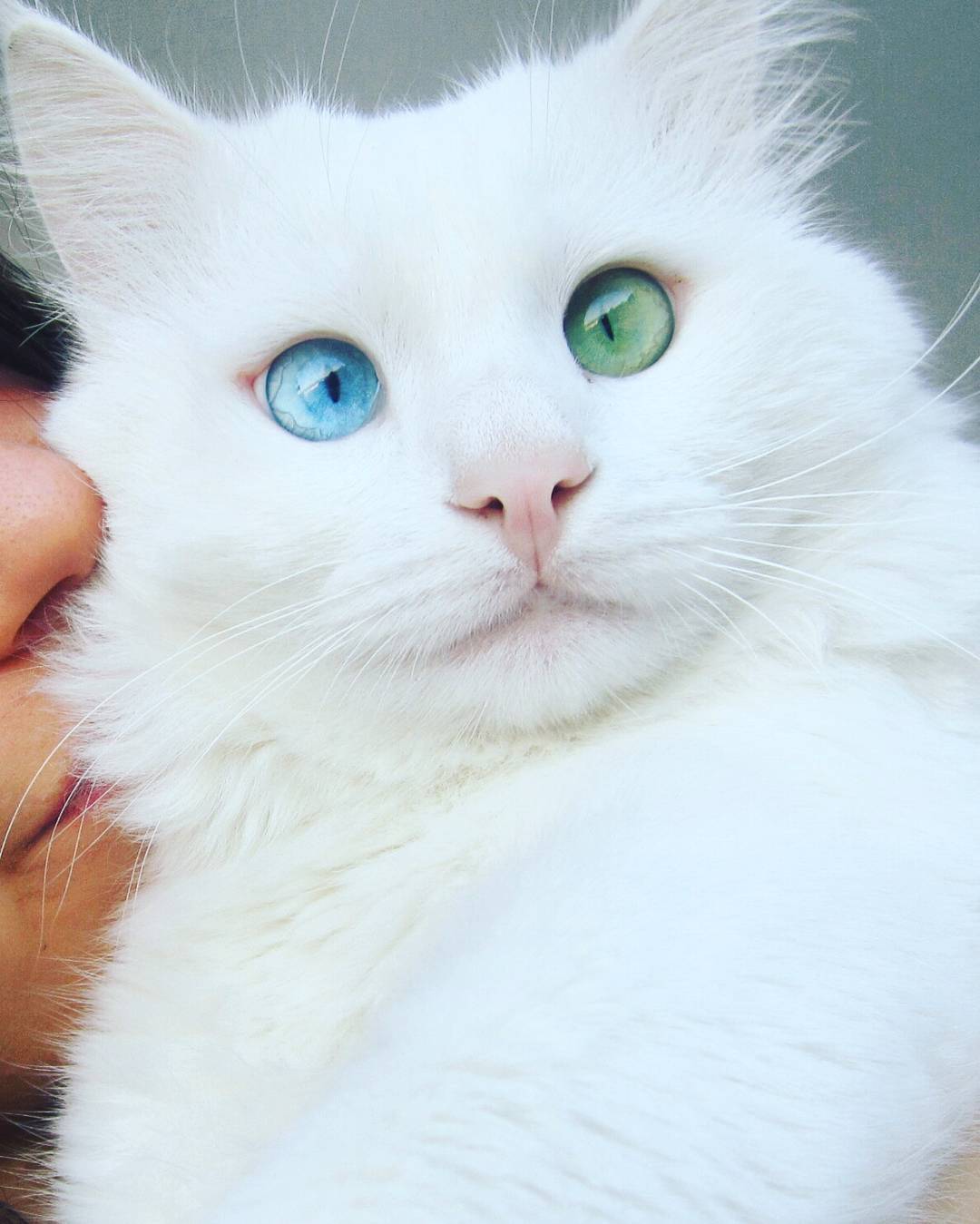heterochromia-cat-cross-eyed-alos-6