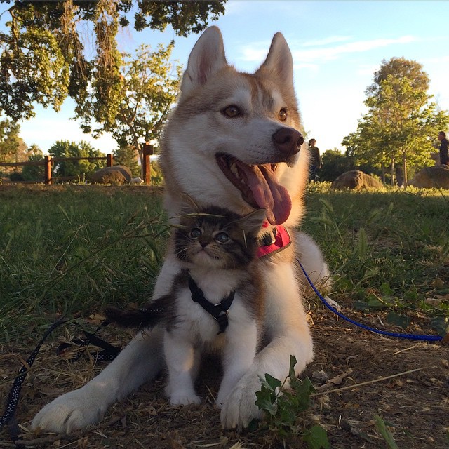 husky-dog-mother-rescues-kitten-11