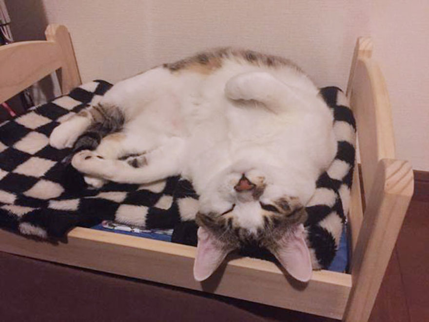 ikea-doll-beds-cats-3