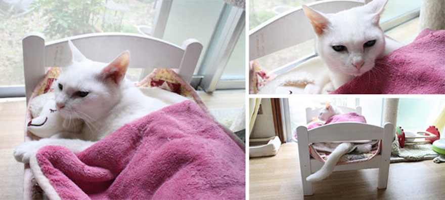 ikea-doll-beds-cats-8