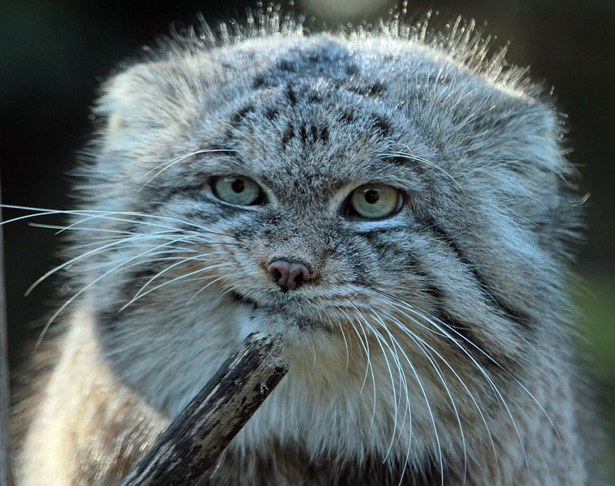 pallas-cat-most-expressive-in-the-world-4