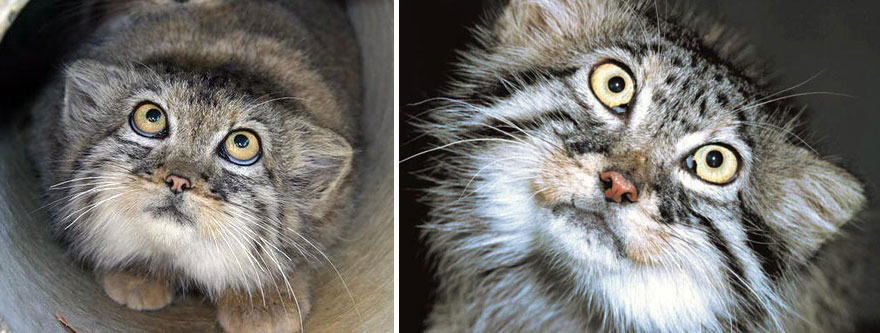 pallas-cat-most-expressive-in-the-world-5