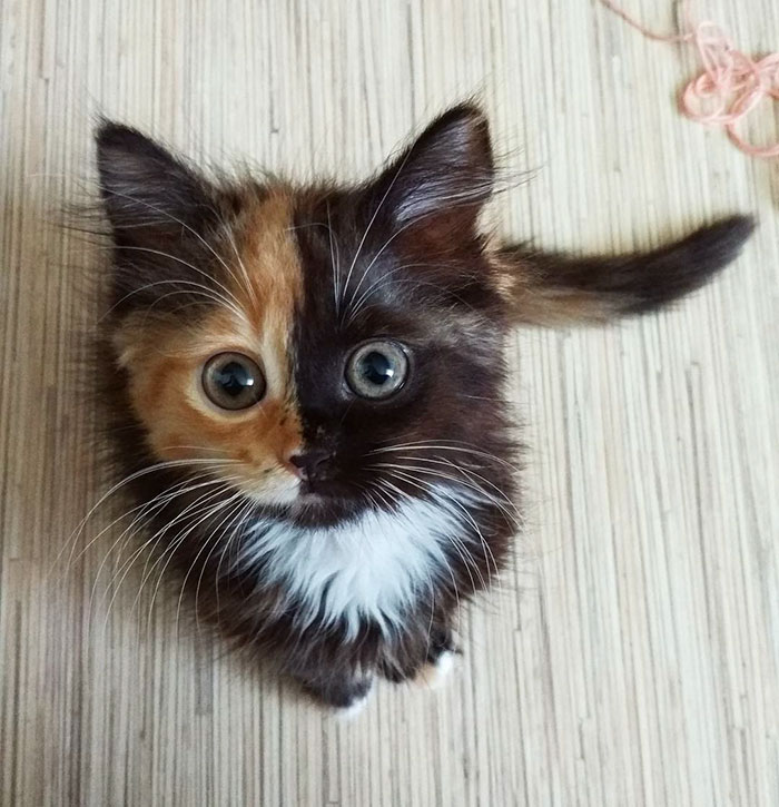 two-faced-kitty-1