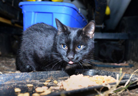 76-year-old-man-scrap-metal-for-cats-5