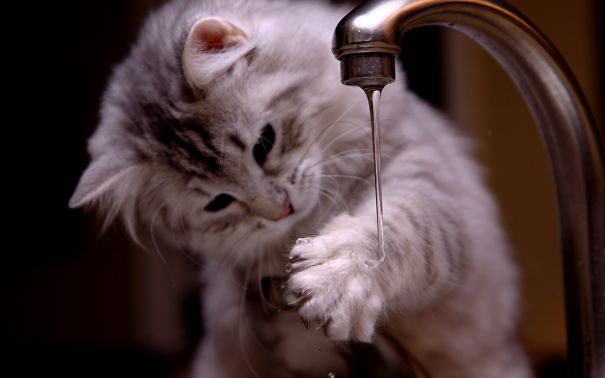 Cats-That-Love-Water-11