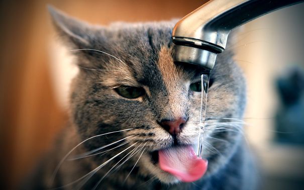 Cats-That-Love-Water-12