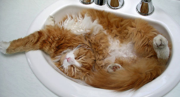 Cats-That-Love-Water-13