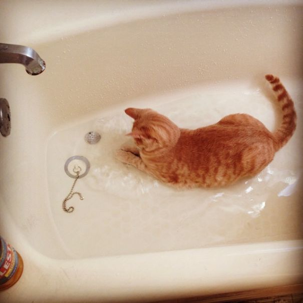 Cats-That-Love-Water-15