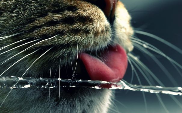 Cats-That-Love-Water-16