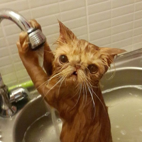 Cats-That-Love-Water-2