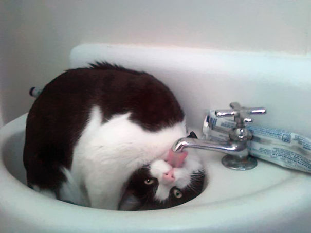 Cats-That-Love-Water-3