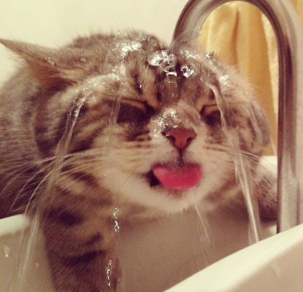 Cats-That-Love-Water-4