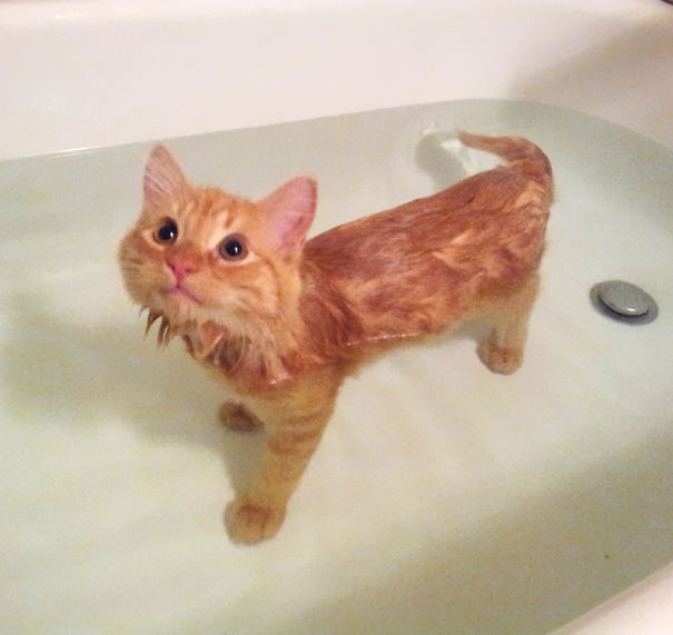 Cats-That-Love-Water-5