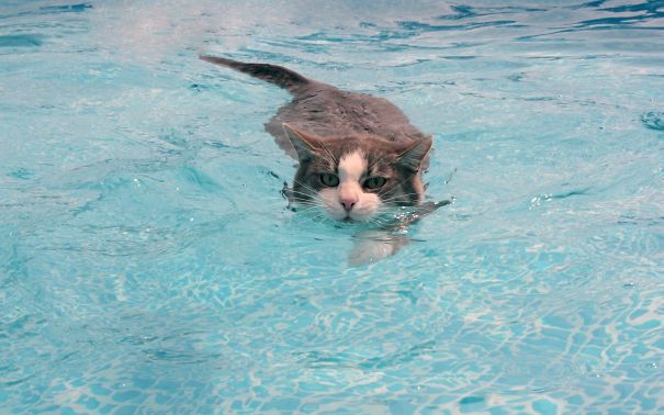 Cats-That-Love-Water-8